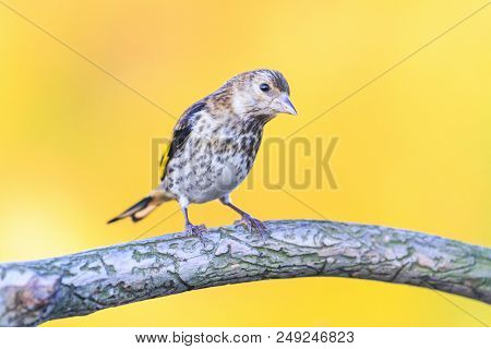 Wild Bird Sitting On A Branch With A Pattern, Wildlife And Animals