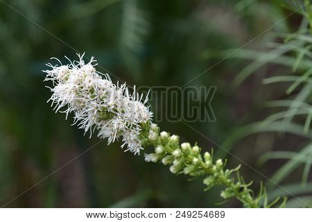 White Prairie Gay Feather Flower - Latin Name - Liatris Spicata Alba