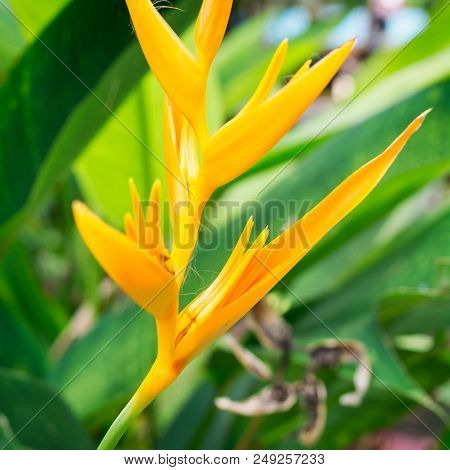 A Heliconia Psittacorum Yellow The Flower Blossoming.