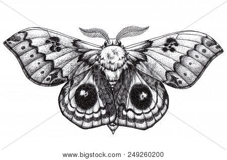 Beautiful Butterfly Tattoo. Antherina Suraka. Madagascar Bullseye. Traditional Black Dot Style Ink. 