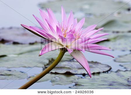 Lotus