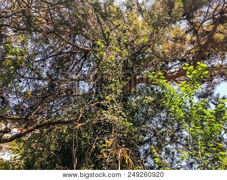 Beautiful Old Conifer Against The Sky. Close Up View Trunk Of A Pine Tree With Strobiles