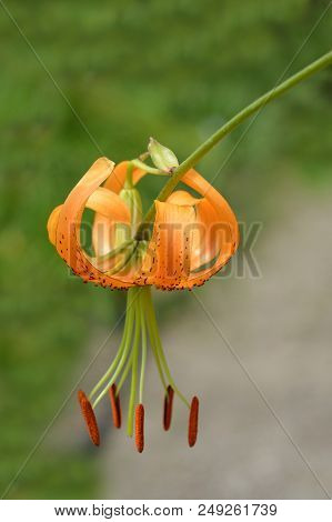 Henrys Lily - Latin Name - Lilium Henryi