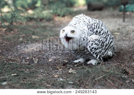 White Polar Owl In The Green Forest