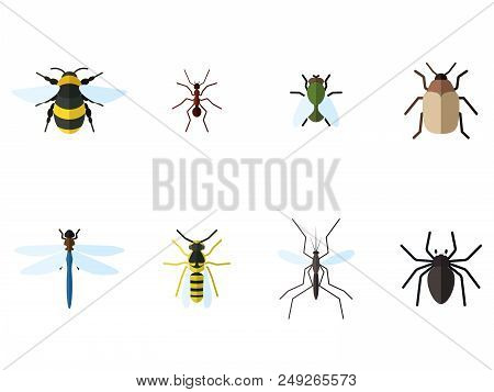 Set Of 8insects Icons In Flat Style. Bee, Ant, Fly, Beetle And Other