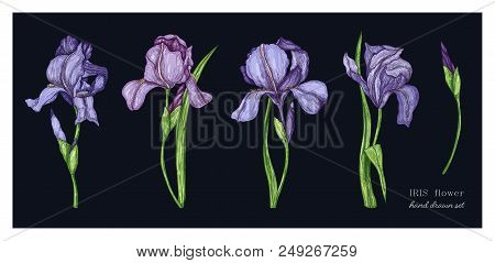 Set Of Iris Flowers In Color. Vector Botanical Illustration Of Florist. Hand Drawn Illustration In V