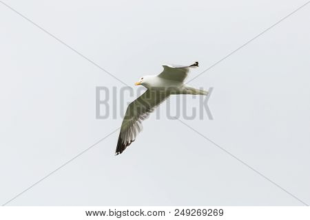 Natural Yellow-legged Gull (larus Michahellis) Flying, Spread Wings, White Sky