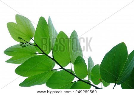 Purple Orchid Tree Leaves With Branches On White Isolated Background For Green Foliage Backdrop