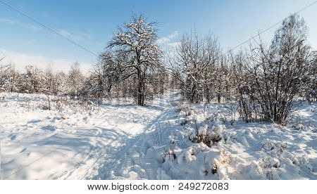 Parken Trees In Winter, Covered With Snow; Winter Landscape On Sunny Day