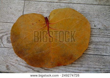Fat Yellow Heart Shaped Leaf On A Beachside Path