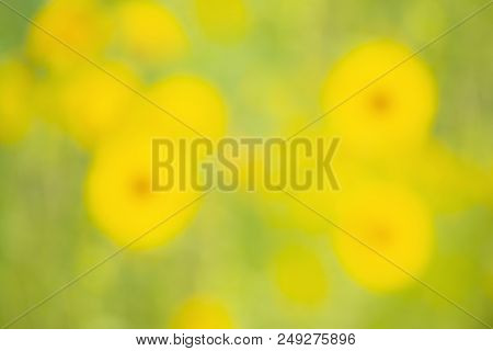 Blurred Background Of Yellow Flower And Green Backgrop