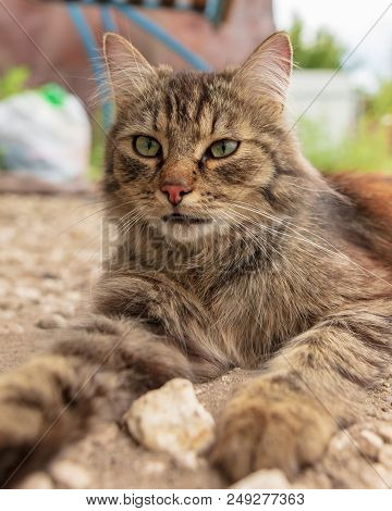Portrait Of A Cat On The Ground .