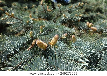 Cones On Branches Of Blue Spruce In Spring