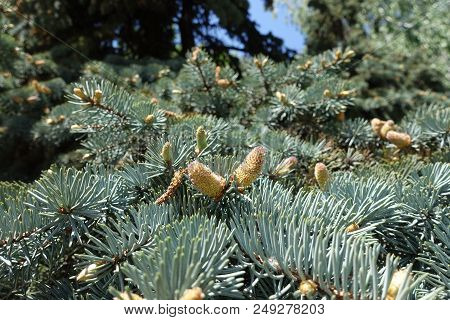 Immature Cones On Branches Of Blue Spruce
