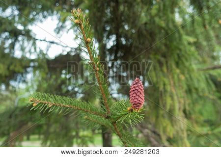 Cone On Branch Of Norway Spruce In Spring