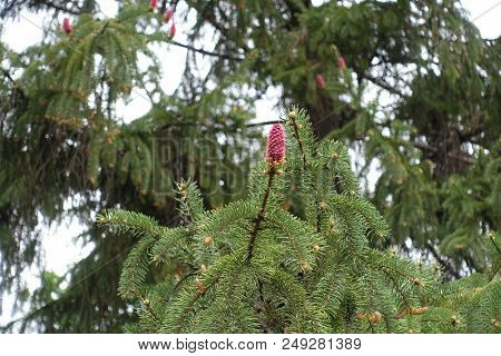 Female Cone On Branch Of Norway Spruce In Spring