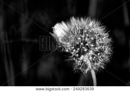 Dandelion Macro Contrastly Growing On Spring Meadow
