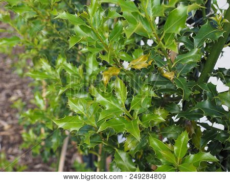 Christmas Holly Plant