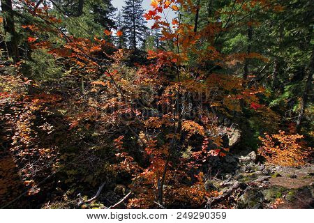 Maple Vine Along Proxy Falls Trail In Oregon During Fall Season