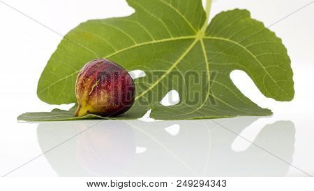 Martineca Rimada Fig On Leaf