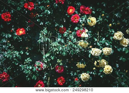 Beautiful Colorful Flower Bed At Island Mainau, Germany.