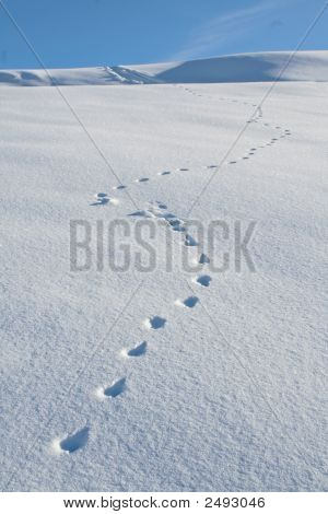 Inverno de neve animal Tracks