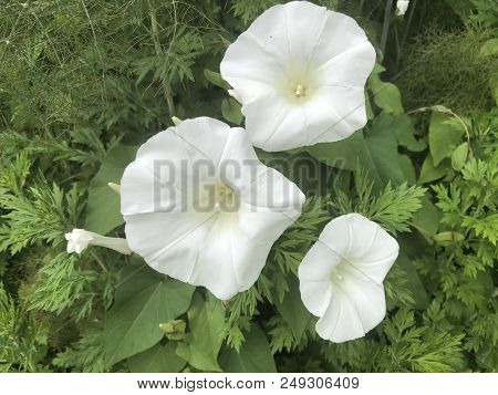 White Moonflower Close Up - White Flower