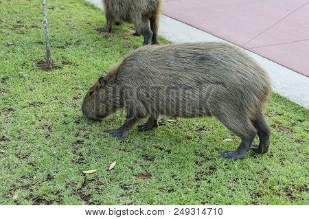 Capybara, Hydrochoerus Hydrochaeris, The Largest Rodent In The World, Originating In The South And C