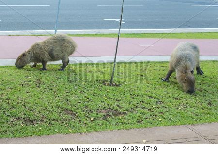Capybara, Hydrochoerus Hydrochaeris, The Largest Rodent In The World, Originating In The South And C