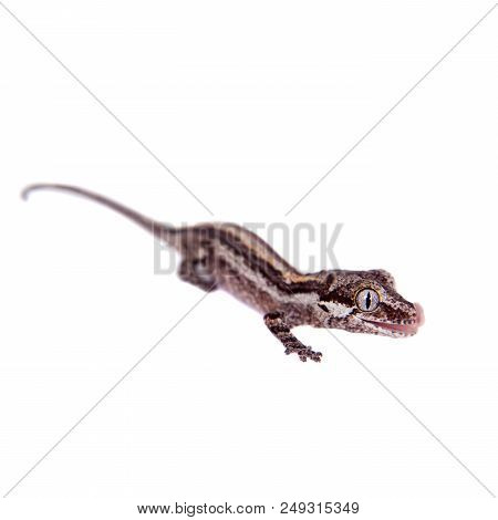 The Gargoyle Or New Caledonian Bumpy Gecko, Rhacodactylus Auriculatus Isolated On White
