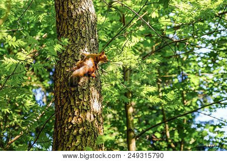 Red Squirrel Sitting On The Trunk Of A Tree. In The Background, The Trees Are Illuminated By The Sun