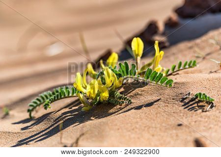 Close Up Yellow Flowers Of Astragalus Longipetalus