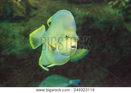 Bermuda Blue Angelfish Holacanthus Bermudensis Swims Across A Coral Reef.