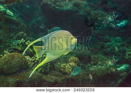 Bermuda Blue Angelfish Holacanthus Bermudensis