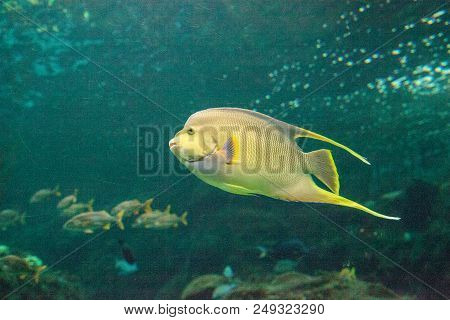 Bermuda Blue Angelfish Holacanthus Bermudensis
