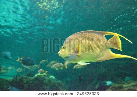Bermuda Blue Angelfish Holacanthus Bermudensis