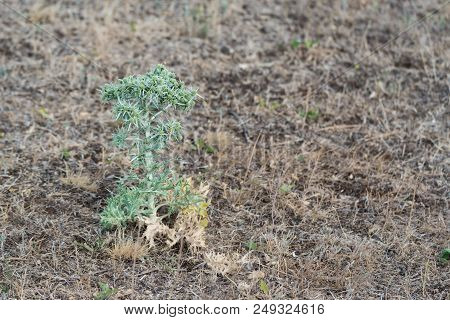 Close Up Of Field Eryngo Or Eryngium Campestre Growing In A Nature Area