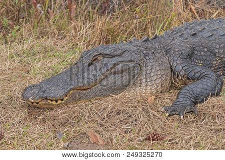 Head Shot Of An Alligator Basking In The Okefenokee National Wildlife Refuge In Georgia