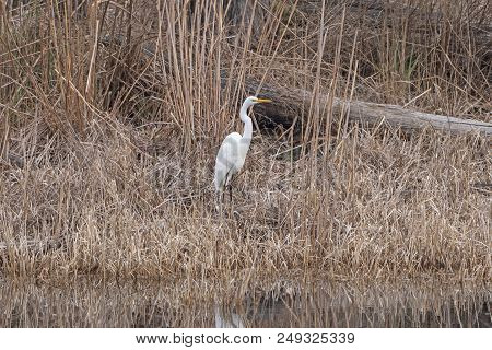Great Egret Along The Suwannee River In Stephen C. Foster State Park In The Okefenokee Swamp In Geor
