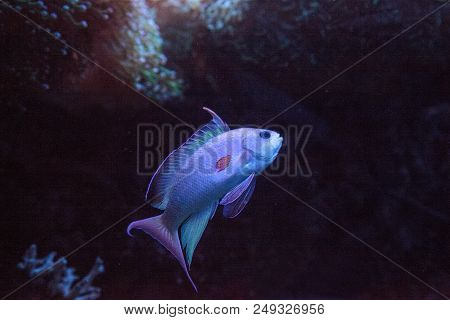 Pink Flasher Wrasse Paracheilinus Carpenteri