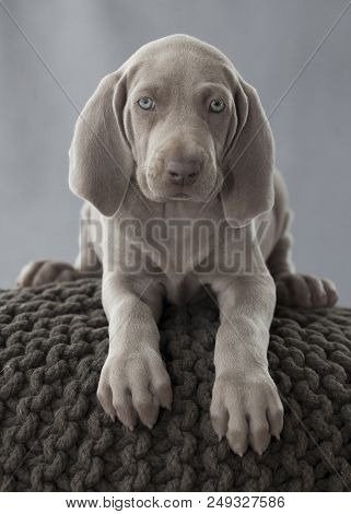 Weimaraner Puppy On The Pillow With Grey Background