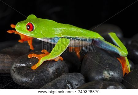 Red Eye Frog In Studio With Dark Background