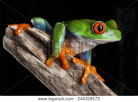 Red Eye Frog In Studio With Dark Background