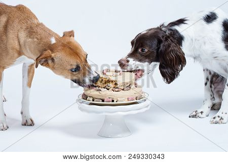 Two Dogs Sharing A Birthday Cake With A White Background