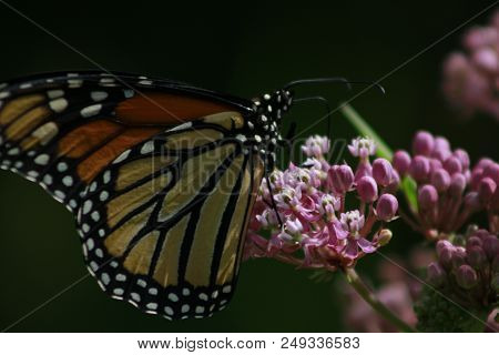 Monarch Butterfly Feeding On Milkweed. The Monarch Butterfly Is Endangered Due To Habitat Loss