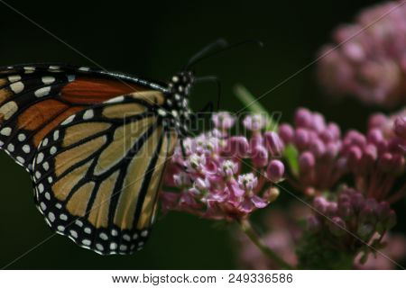 Monarch Butterfly Feeding On Milkweed. The Monarch Butterfly Is Endangered Due To Habitat Loss