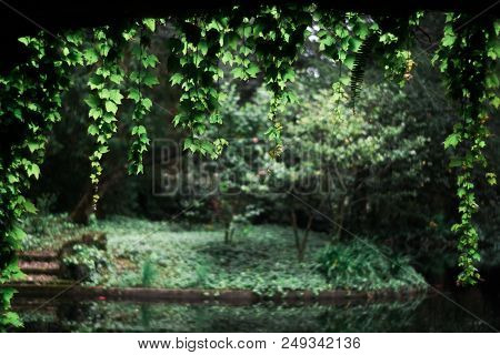 Leaves And In The Background A Blurred Garden