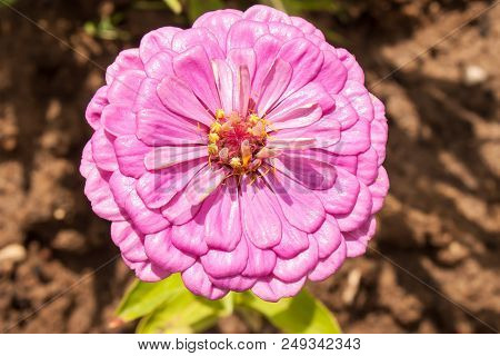 Purple Tsiniya Blooming In The Flowerbed. Horizontal Format