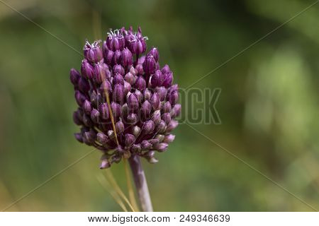 The Purple Flower Of Allium Ampeloprasum, Near Jerusalem, Israel