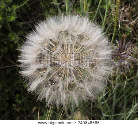 Tragopogon Porrifolius Also Known As Jerusalem Star, Near Jerusalem, Israel